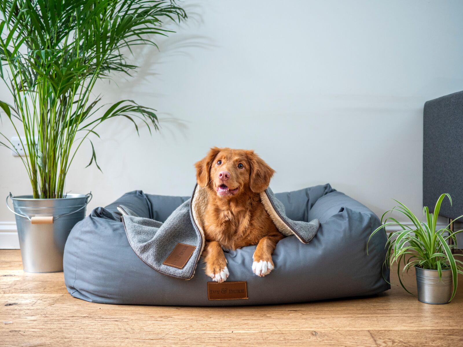 jamie-street-s9Tf1eBDFqw-unsplash brown dog sat in a blue bed