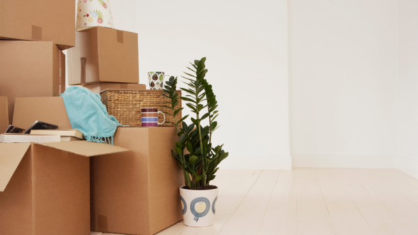 cardboard boxes with plants and mugs