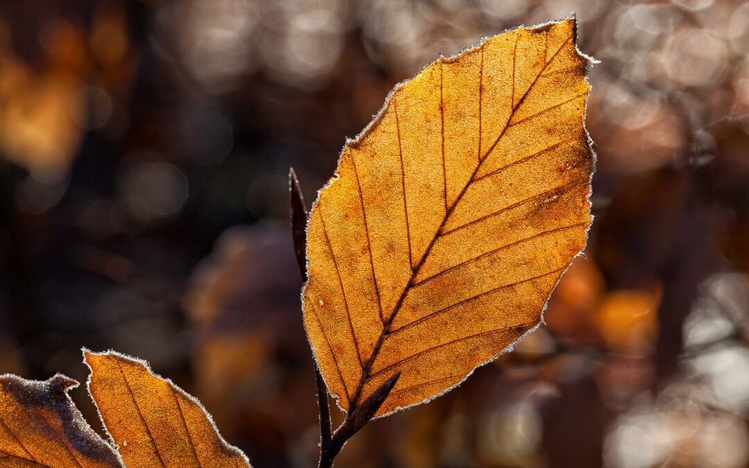 Reasons For Moving During Autumn