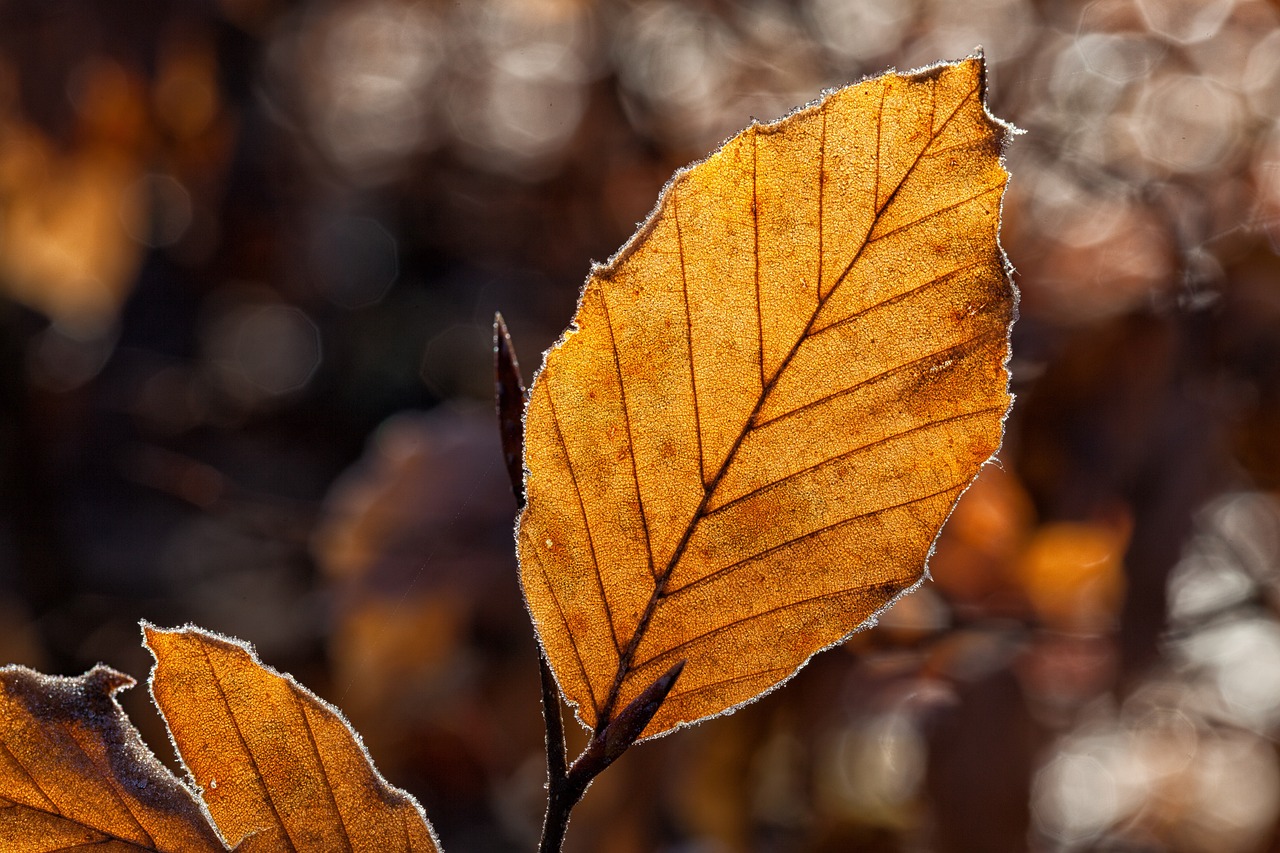crisp autumn leaves