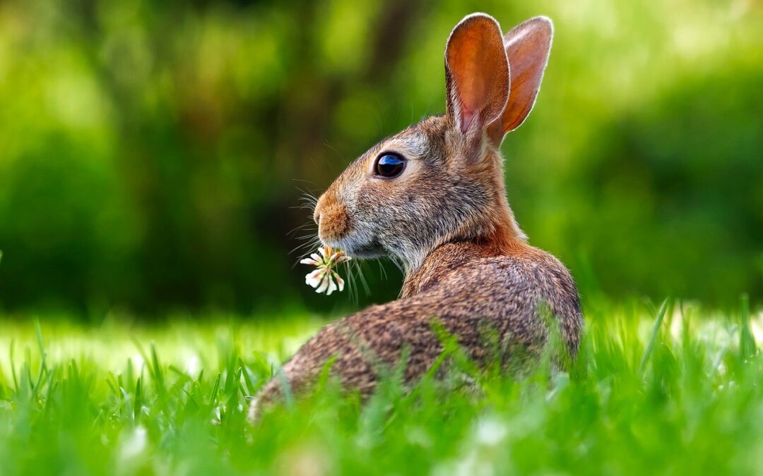 Tips for Moving House Over Easter