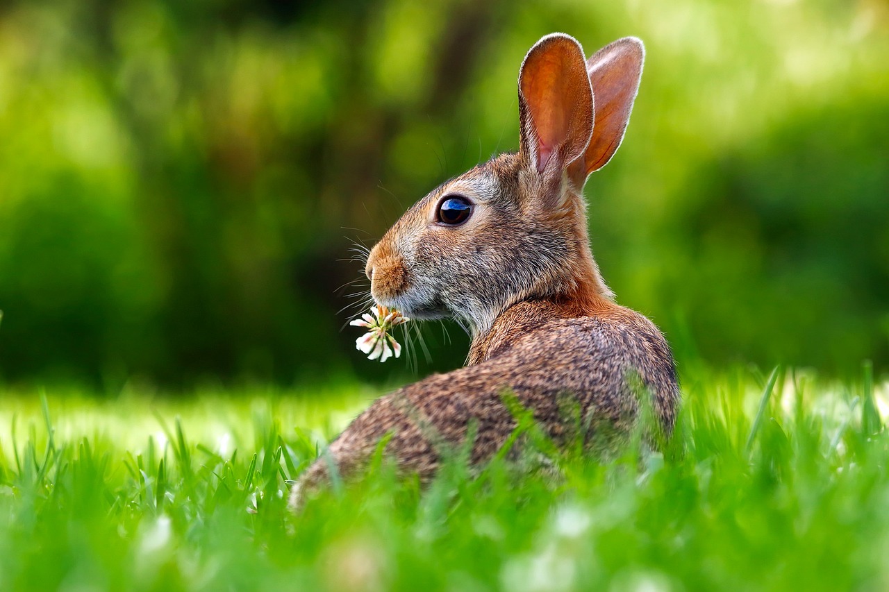 rabbit in the grass with a flower in its mouth
